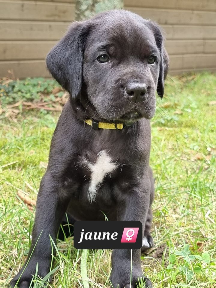 Sas Edlt - Chiots disponibles - Cane Corso